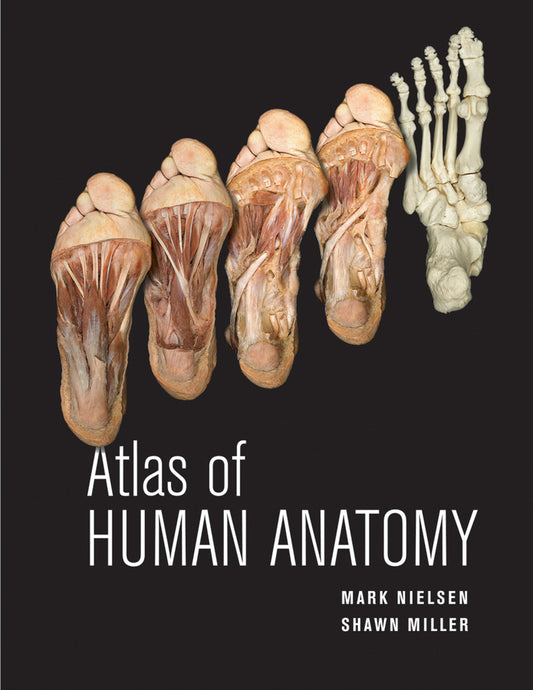 Atlas of Human Anatomy (Paperback / softback) 9780470501450