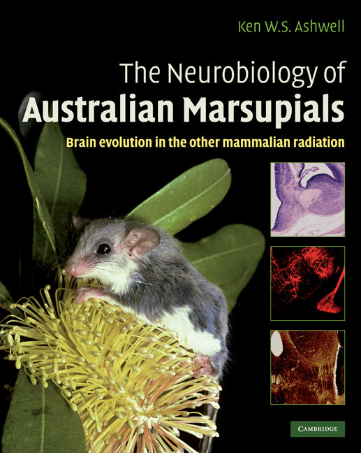 The Neurobiology of Australian Marsupials; Brain Evolution in the Other Mammalian Radiation (Hardback) 9780521519458