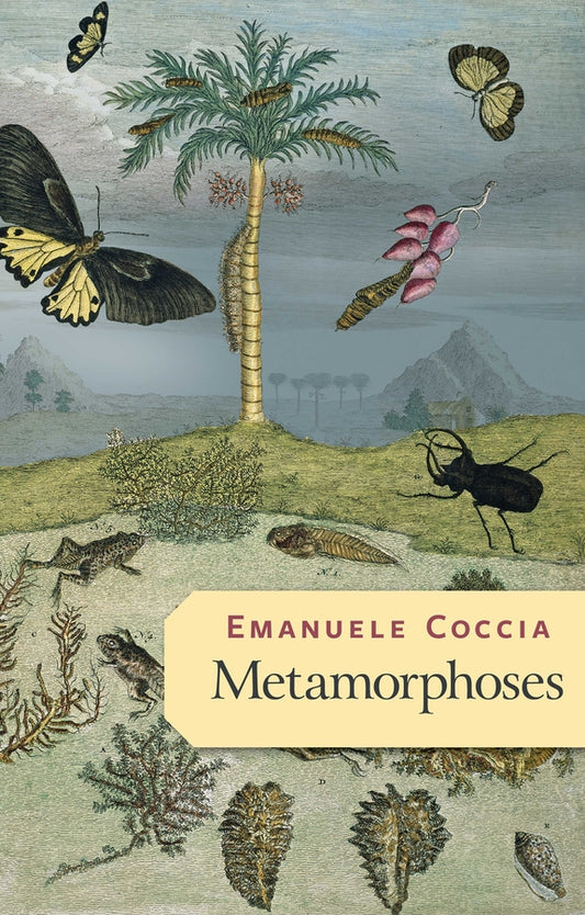 Metamorphoses (Paperback / softback) 9781509545674